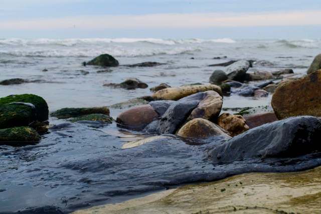 "We want to make sure the turtles survive."