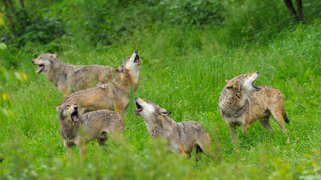 "Wolves are very fragile."