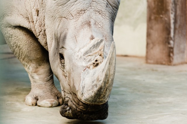 "It is better than the impacts of poaching."