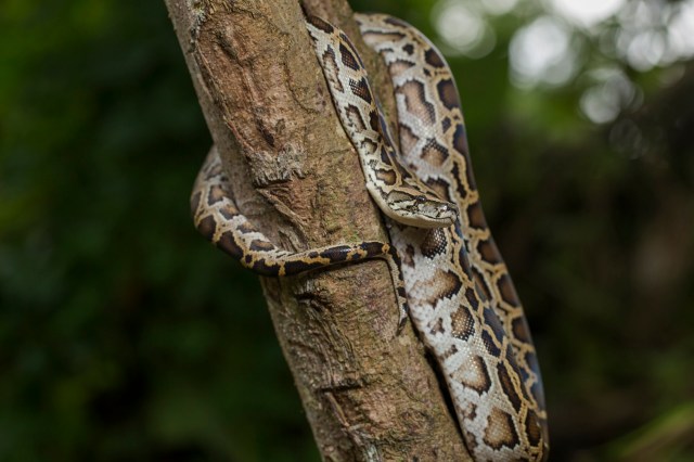 The 2025 edition is shaping up to be the biggest yet.