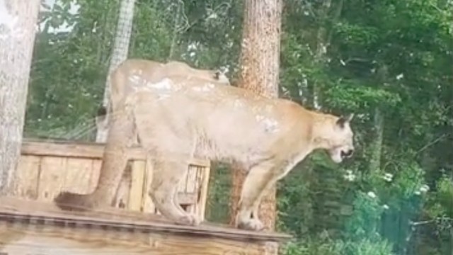 "They're still unpredictable, captive or not."