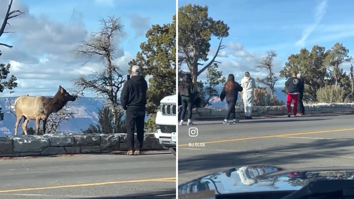 "Let the animal eat in peace."