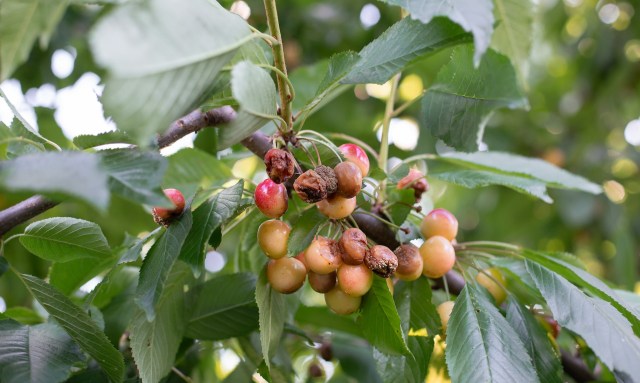 The disaster struck in early April just as the growing season was showing promise for a normal harvest.