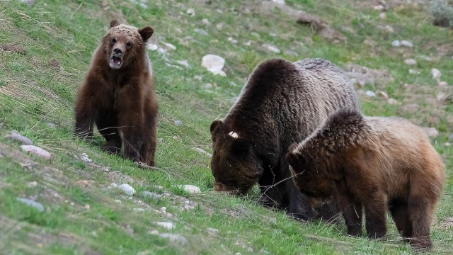 "She wouldn't have time to grab the handle of that door if that mom had enough."