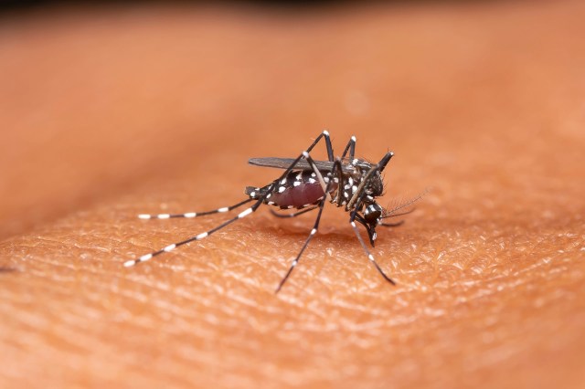 According to the World Mosquito Program, mosquito-borne diseases impact around 700 million people each year.
