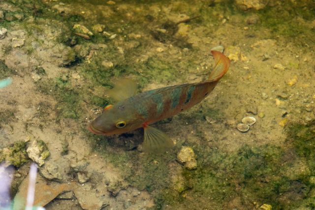 These fish can survive in low-oxygen conditions, eat almost anything, and are aggressive.