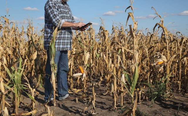 Food availability declines while prices increase.