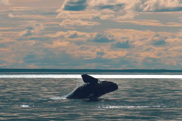 "They've been hanging on by their flipper-tips for tens of decades."