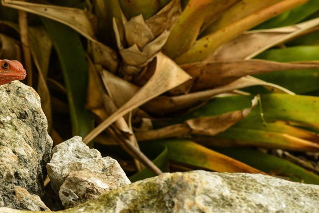 There has been an influx of invasive species in Florida lately.