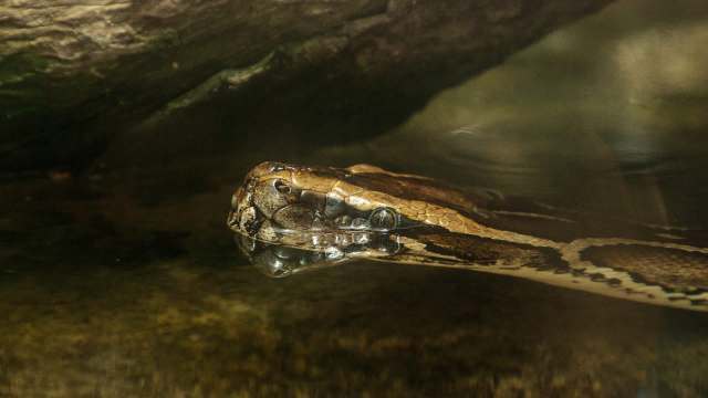 "What we’re trying to do is figure out how to decrease their numbers."