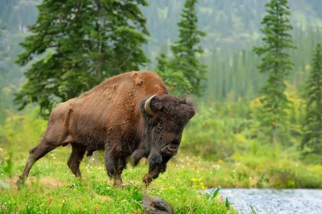 "What could possibly go wrong by trying to cuddle with one of the very few animals on the continent that has a chance of fighting off a grizzly bear?"