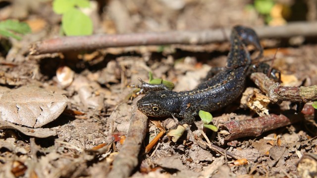 "Our analyses show the direct connection."