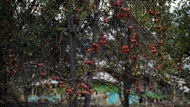 "I had pinned all my hopes on this harvest."