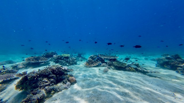 "The reef is located just 1.5 nautical miles from the shore."