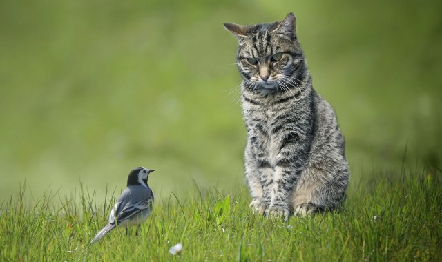 "Domestic cats are susceptible."