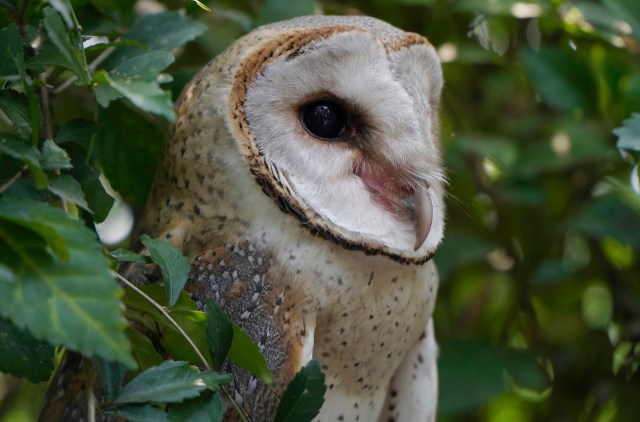 The video has also encouraged people to support the work of the wildlife hospital where the injured owl was taken.