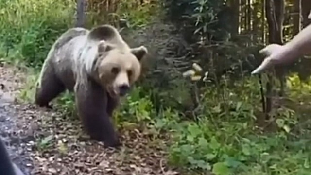 "Just leave them be and appreciate at a safe distance."