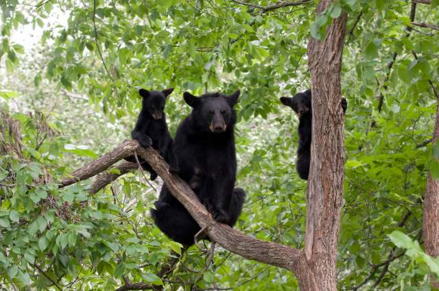 "Nature is amazing."