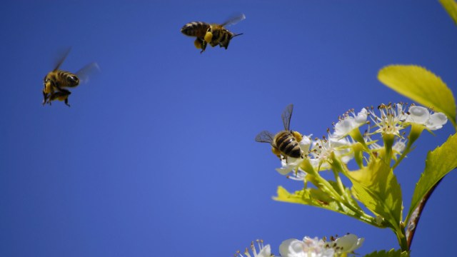 "We're proud to protect these crucial pollinators."