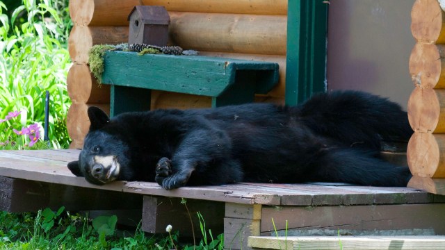 Bears are opportunistic feeders.
