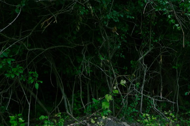 She backed away while maintaining eye contact.