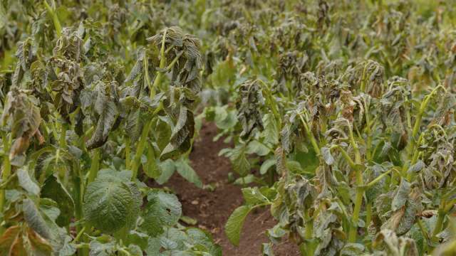 "At this price, I will not buy them."