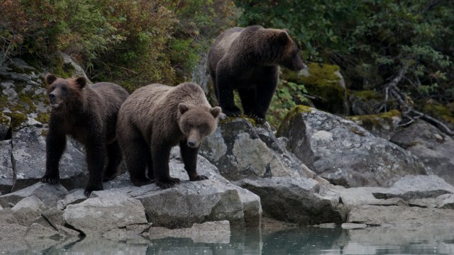 These dietary differences have a direct impact on where bears can survive.