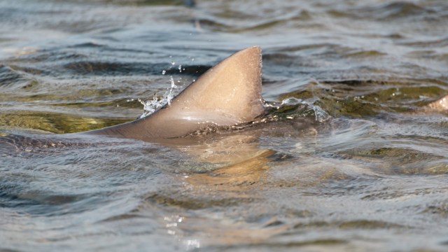 It's possible that these sharks could end up completely landlocked in freshwater lakes.
