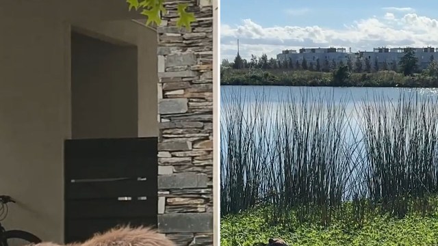 For humans, these encounters create real dangers.