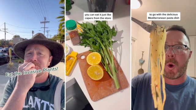 If you find cheeseweed, try taking a nibble.