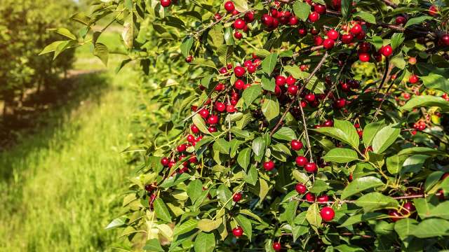 "The last few years we have had tremendous crops, and this year almost nothing."