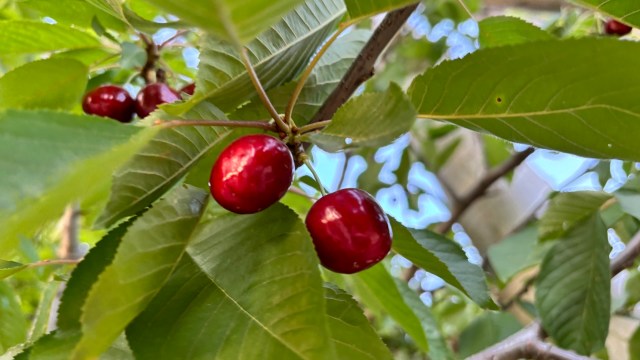 "It really is a natural disaster."