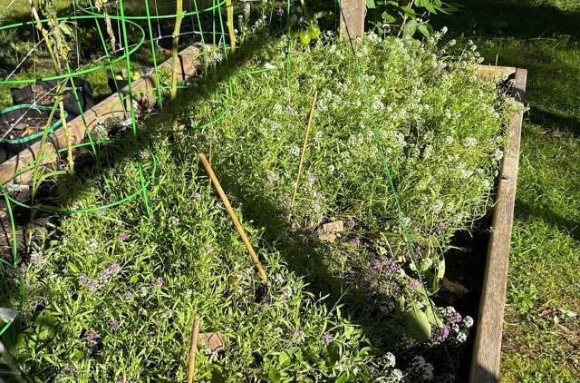 The technique lets nature do the work and saves gardeners time and money.