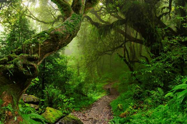 The species' actual population is still unknown.