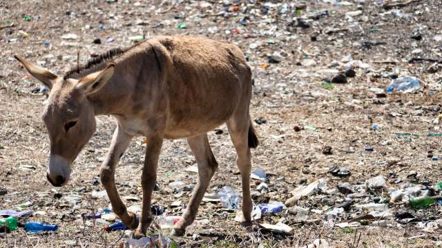 "Without them, rural productivity would suffer."