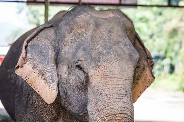 "There isn't a sign outside saying no elephants, so I don't see what the issue is."