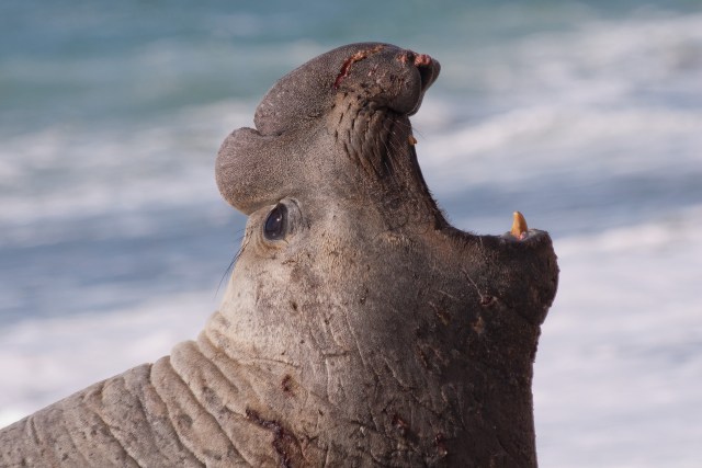 The effort to monitor and protect the population is ongoing.