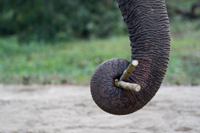 "He's acting like a petulant child."