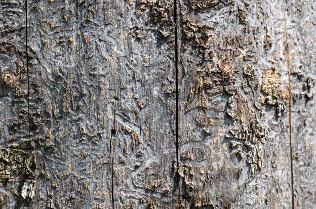 When natural systems break down, it's harder for communities to sustain clean air, water, and resilient food supplies.