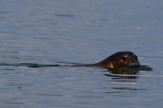 "We can't actually rescue them."