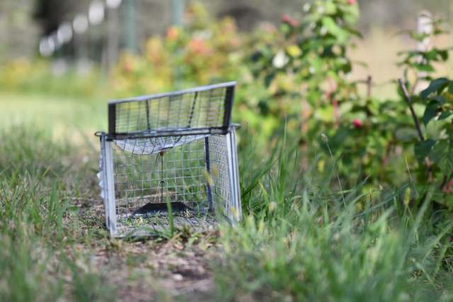 One landowner said he noticed a big drop in hog sightings after switching to group trapping.