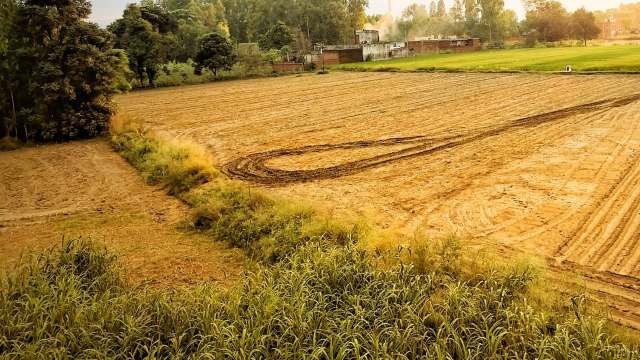 The creature faces several threats to its long-term survival.