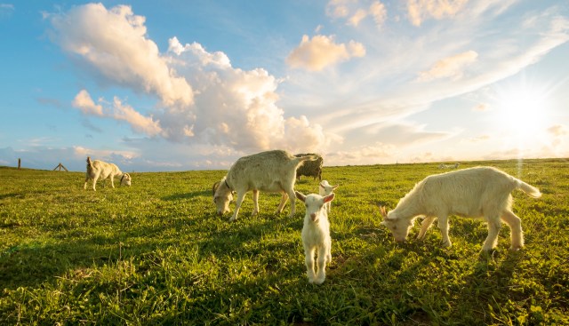 "We're basically just using them for what they instinctively would be doing anyway."