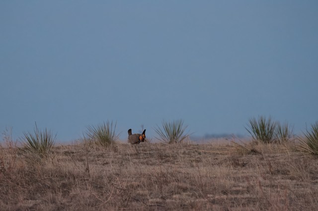 "You see the males, and you can't help but just think these are some of the most beautiful birds in the country."