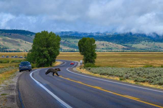 It's a good sign to see them roaming in their space.