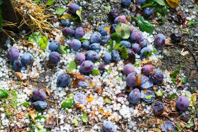 The storm didn't just damage crops: It also crushed a huge amount of produce that was going to be donated to food banks.