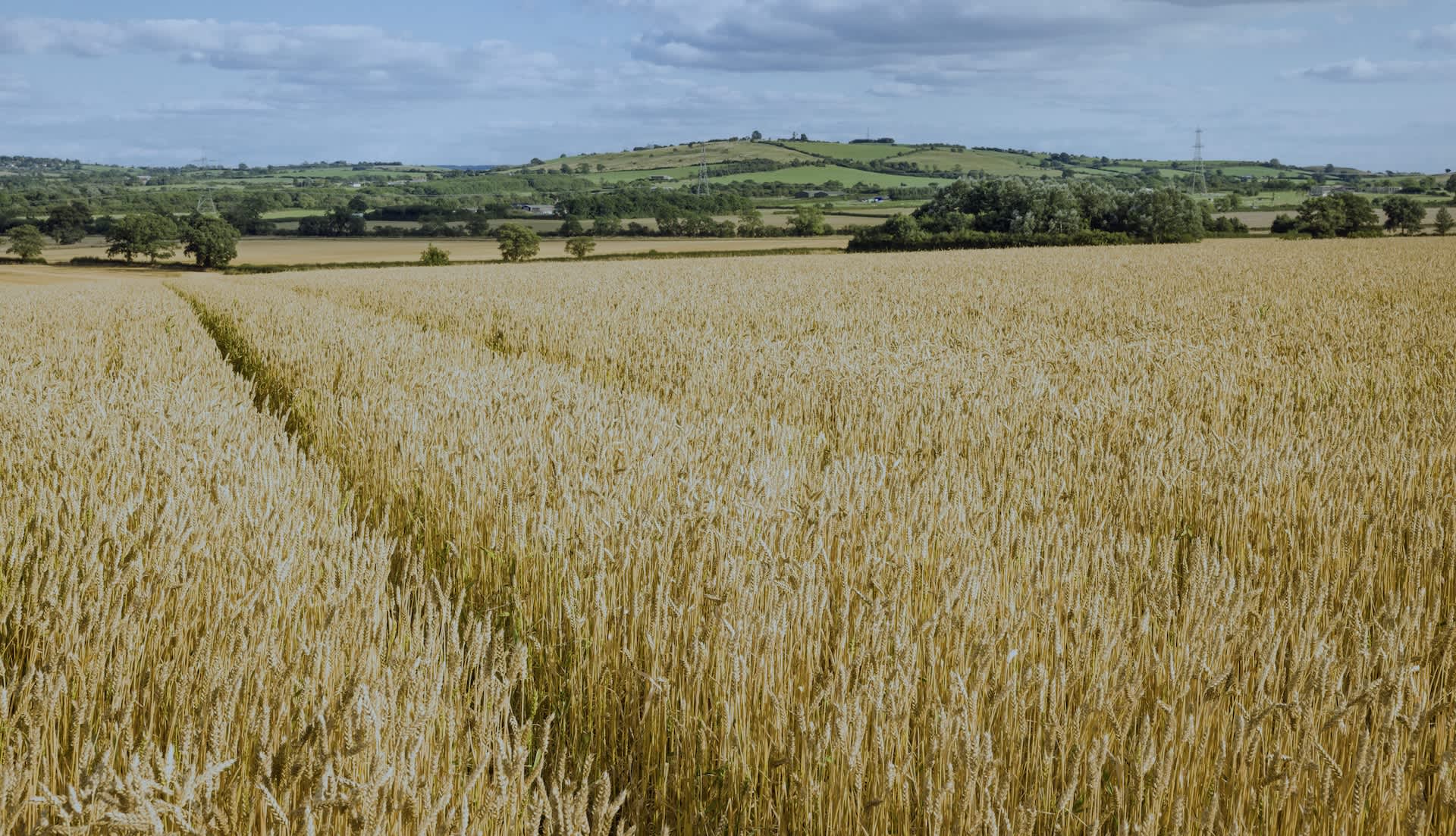 Farmers issue grave warning as iconic beer ingredients become more difficult to grow: 'This should be heeded as a rallying cry'