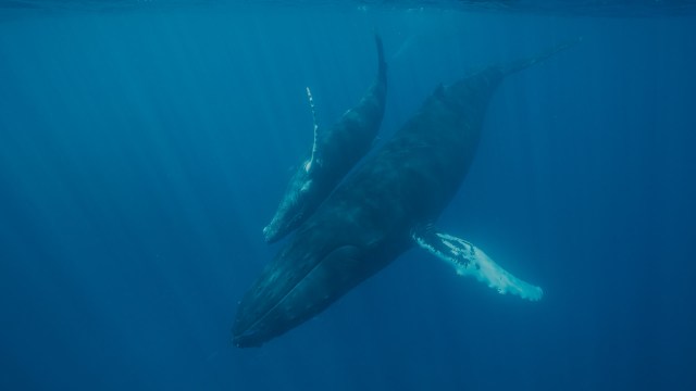 "Thriving and healthy whale populations benefit nature and people."