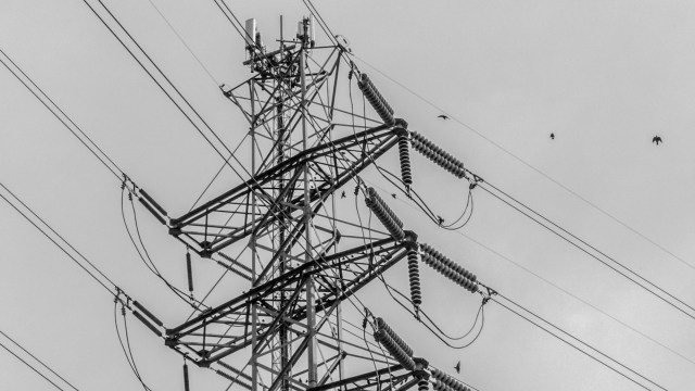 The birds are persistent.