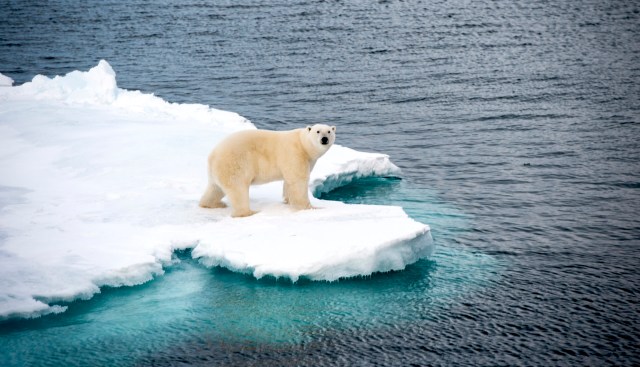 Polar bears are the top predators in the region.